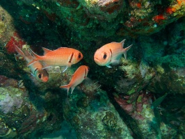 Black Bar Soldierfish IMG 5617